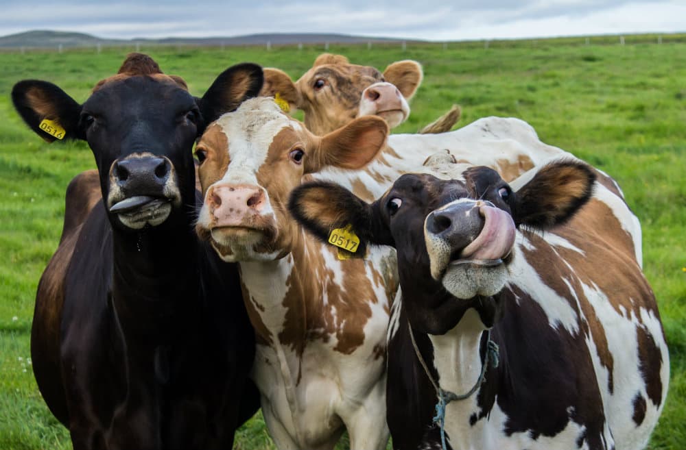 Proteine animali o vegetali