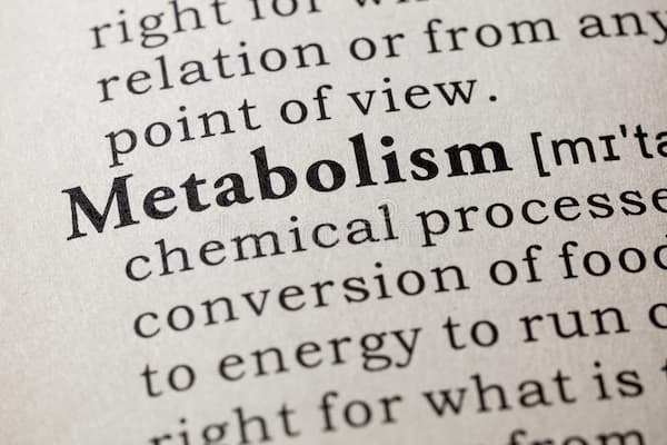 Metabolismo