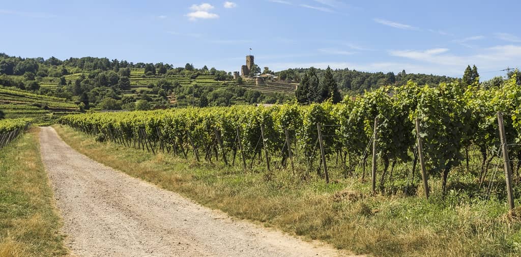 via-francigena-i-vigneti